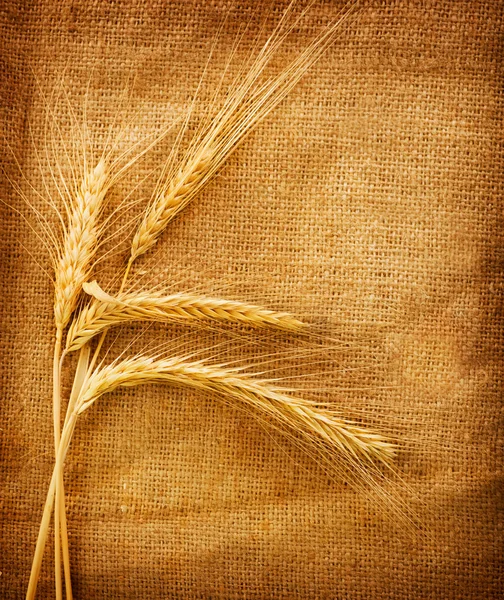 Orejas de trigo sobre fondo de arpillera — Foto de Stock