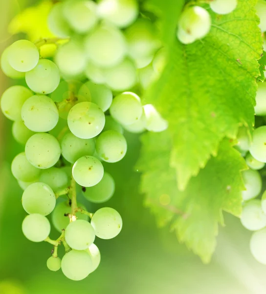 Bündel grüner Trauben an Weinreben im Weinberg — Stockfoto