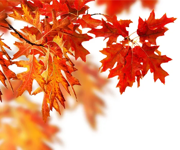 秋の葉の罫線 — ストック写真