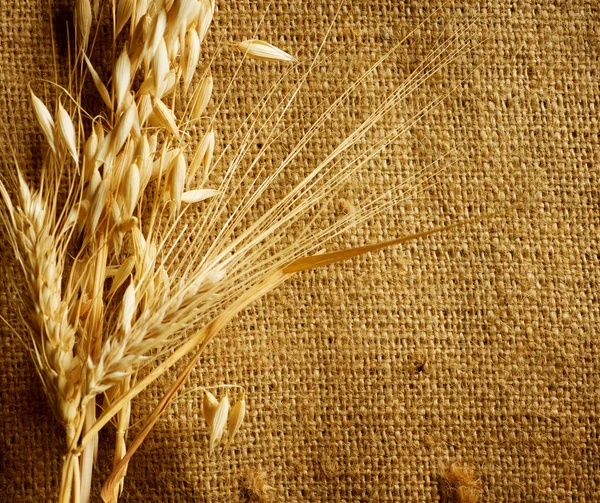 麦の耳の境界上のバラップ背景 — ストック写真