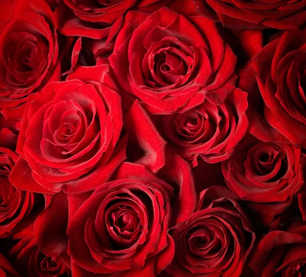 Rote Rosen Hintergrund. Selektiver Fokus — Stockfoto