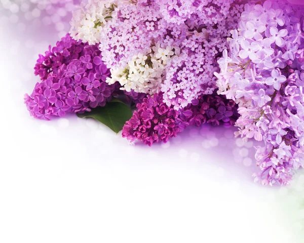 Tavaszi lila határ. Elszigetelt fehér Stock Kép