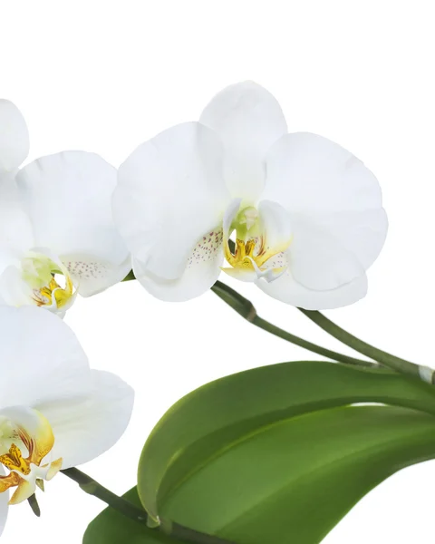 Gyönyörű fehér orchidea elszigetelt fehér Stock Fotó