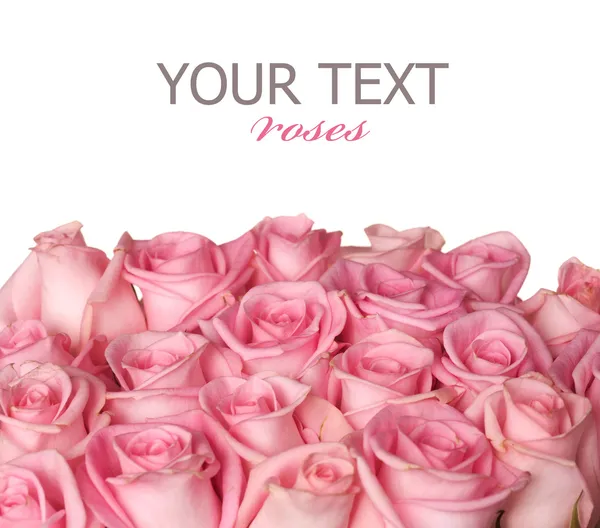 ピンクのバラの罫線 — ストック写真