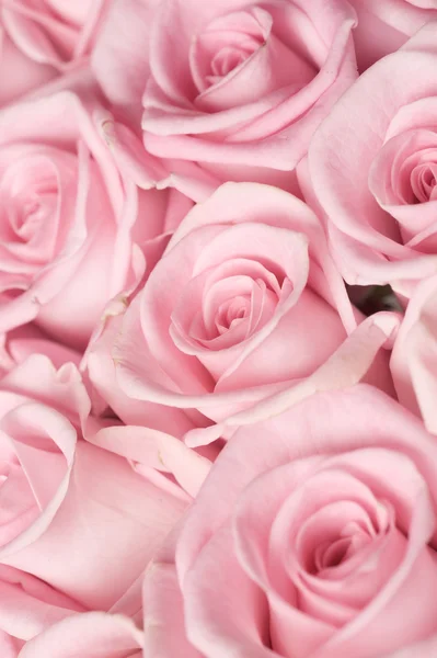 Valentine Roses Background Royalty Free Stock Images