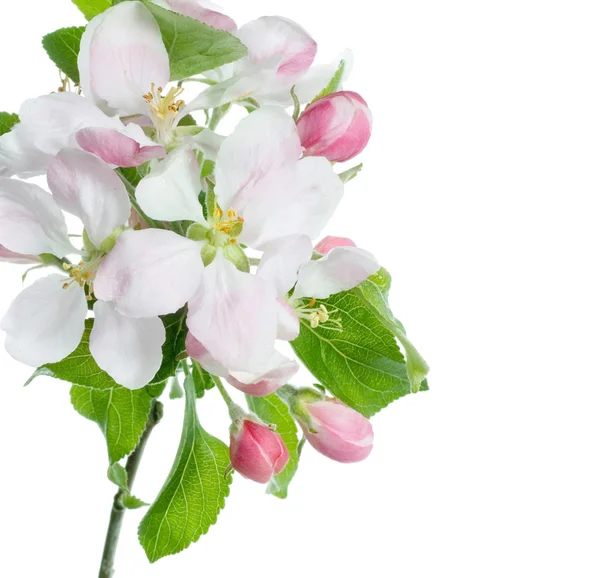 Frühlingsapfelblüte über Weiß Stockfoto