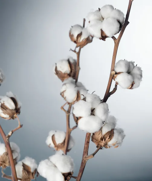 Cotton Stock Image