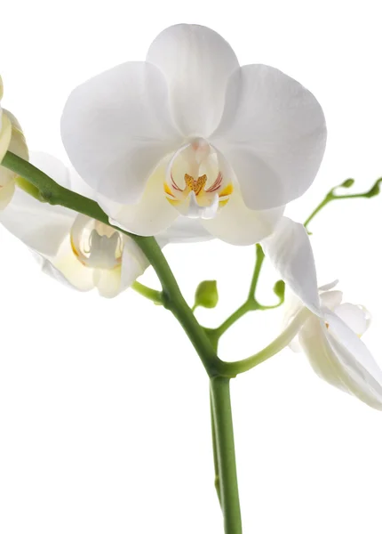 Güzel beyaz orkide Telifsiz Stok Imajlar