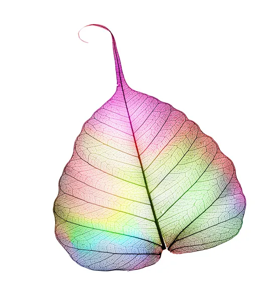 Colorful Abstract Leaf Over White — Stock Photo, Image