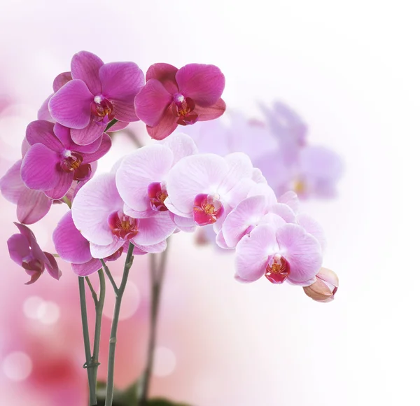 Orchidee Foto Stock