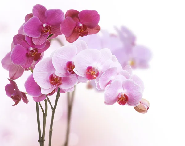 Kwiaty Orchid Obrazek Stockowy