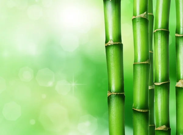 Bamboo Stock Picture