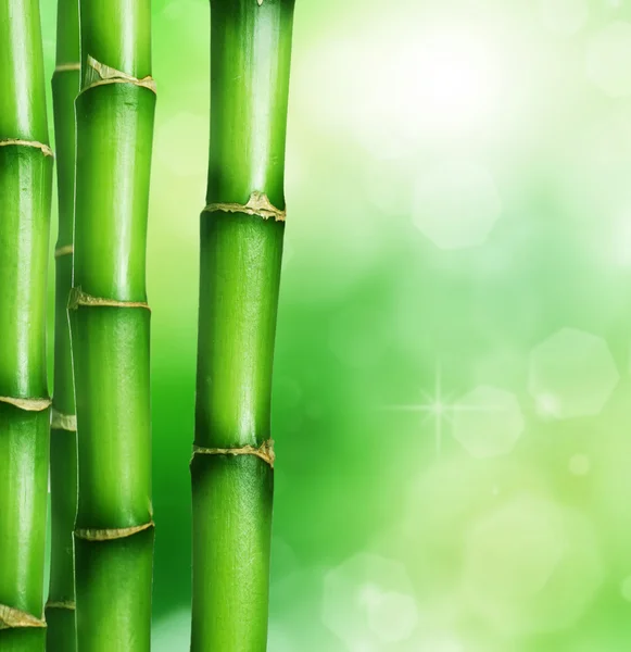 Bamboo Background Stock Image