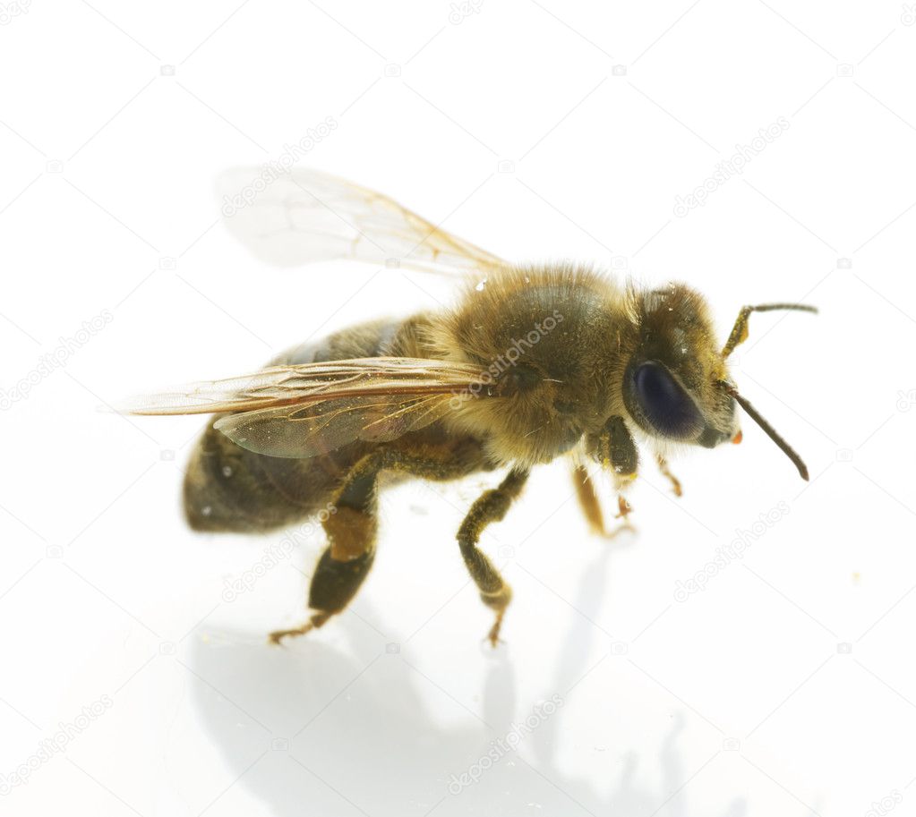 Honey Bee Isolated On White