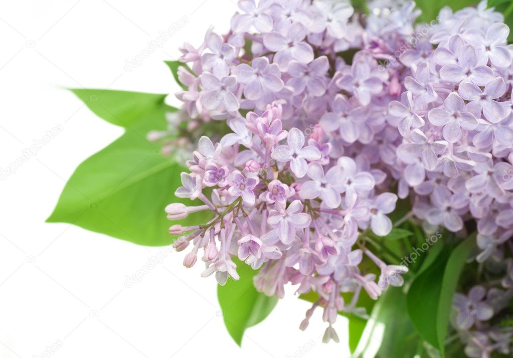 Beautiful Lilac Flowers Over White