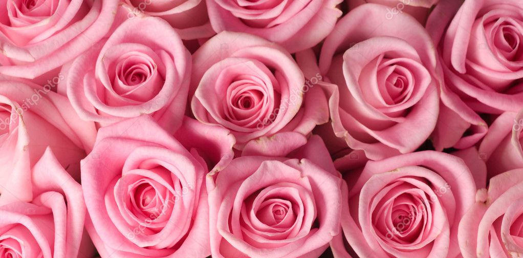 Pink Roses Background — Stock Photo © Subbotina #10682604