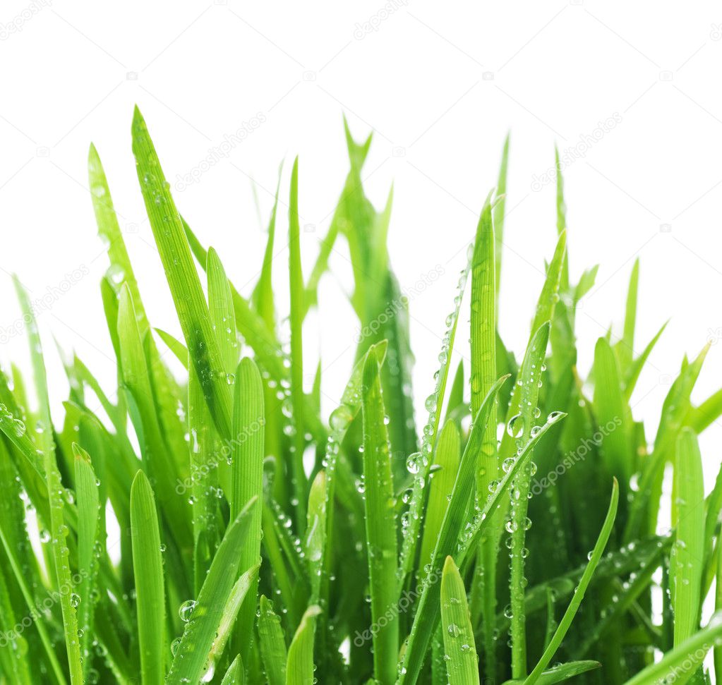 Fresh Grass Over White. With Water Drops