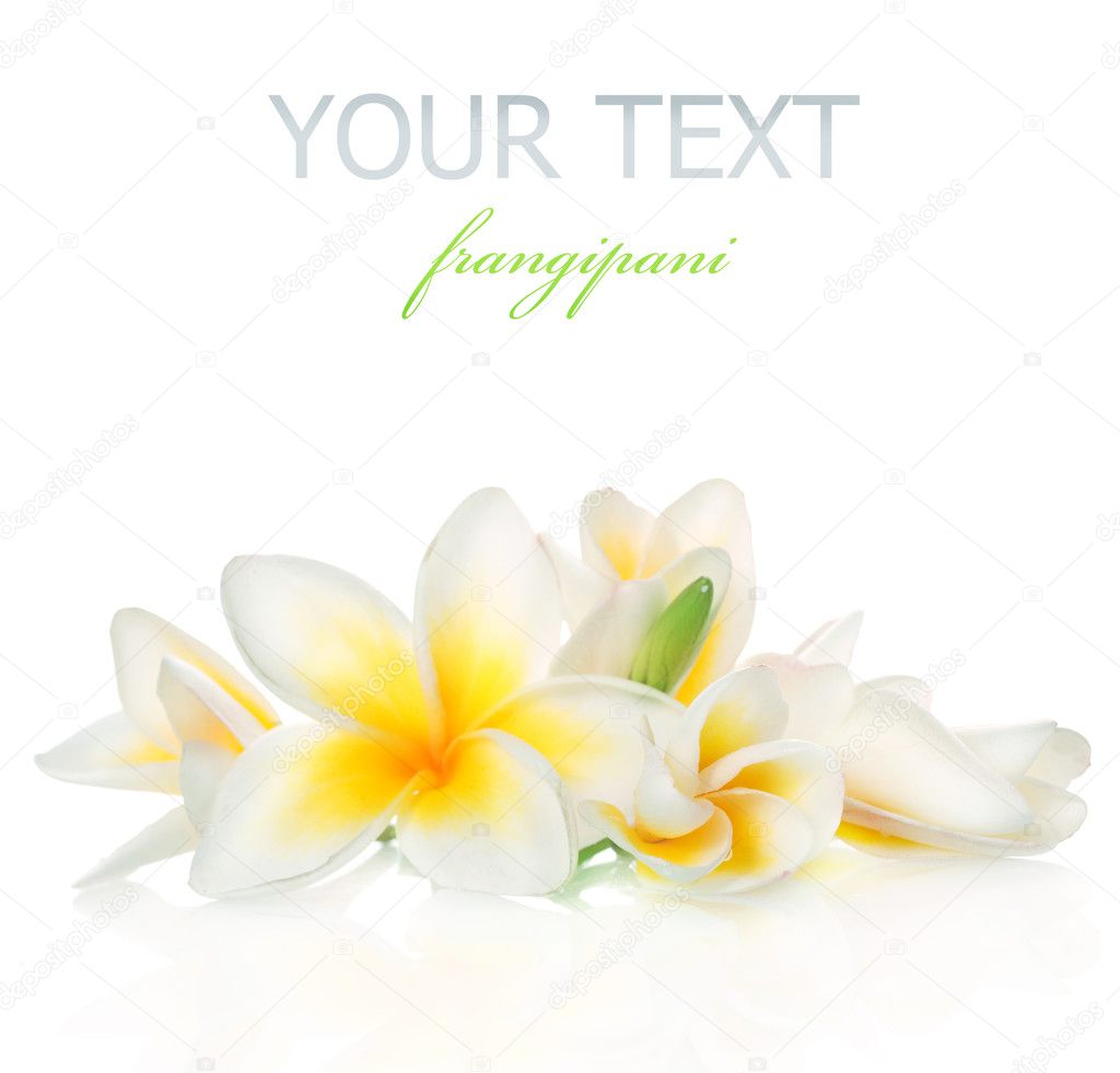 Frangipani Spa Flowers