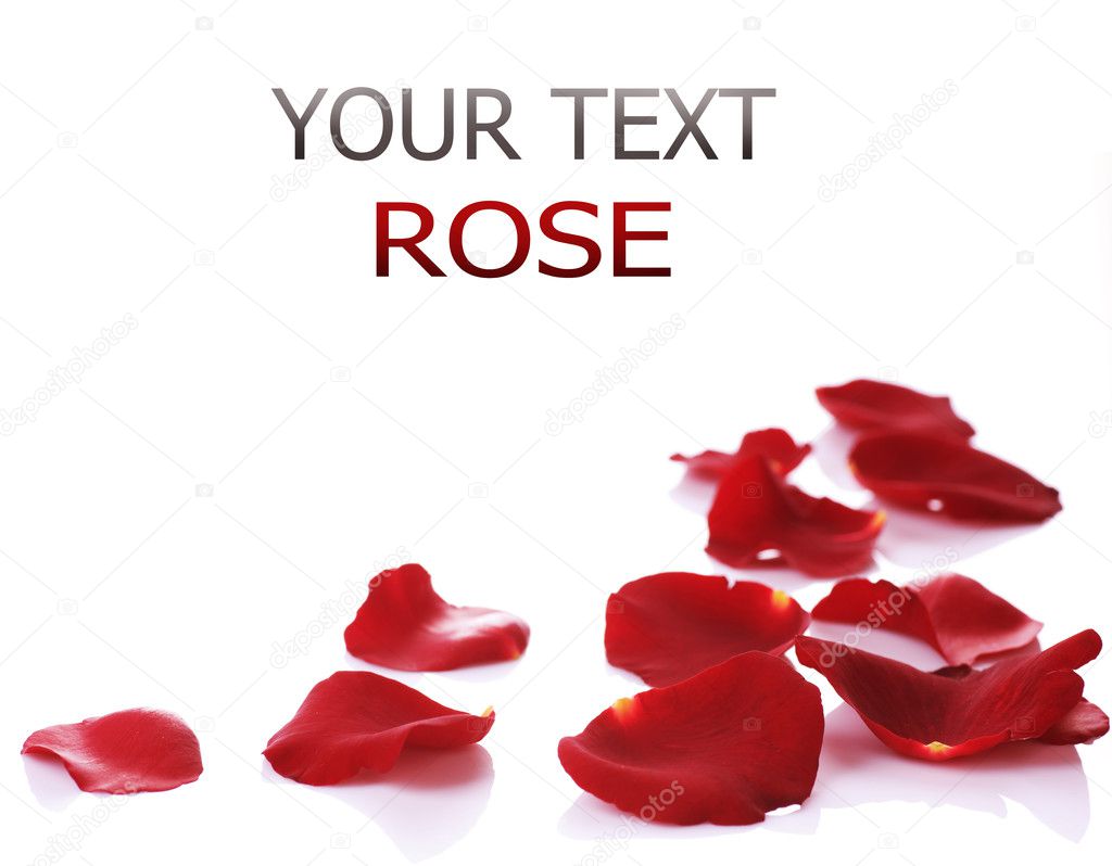 Rose Petals Border. Isolated on white