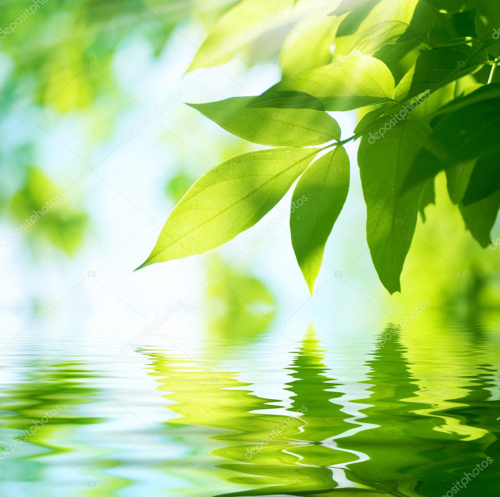 Green Leaves.Nature background
