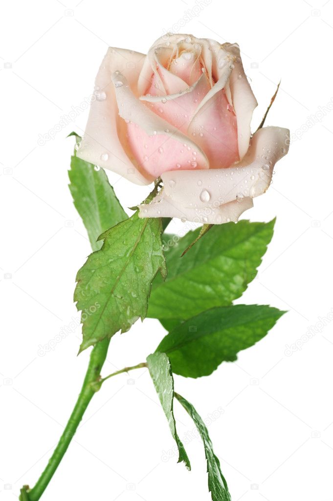 Beautiful Rose Over White