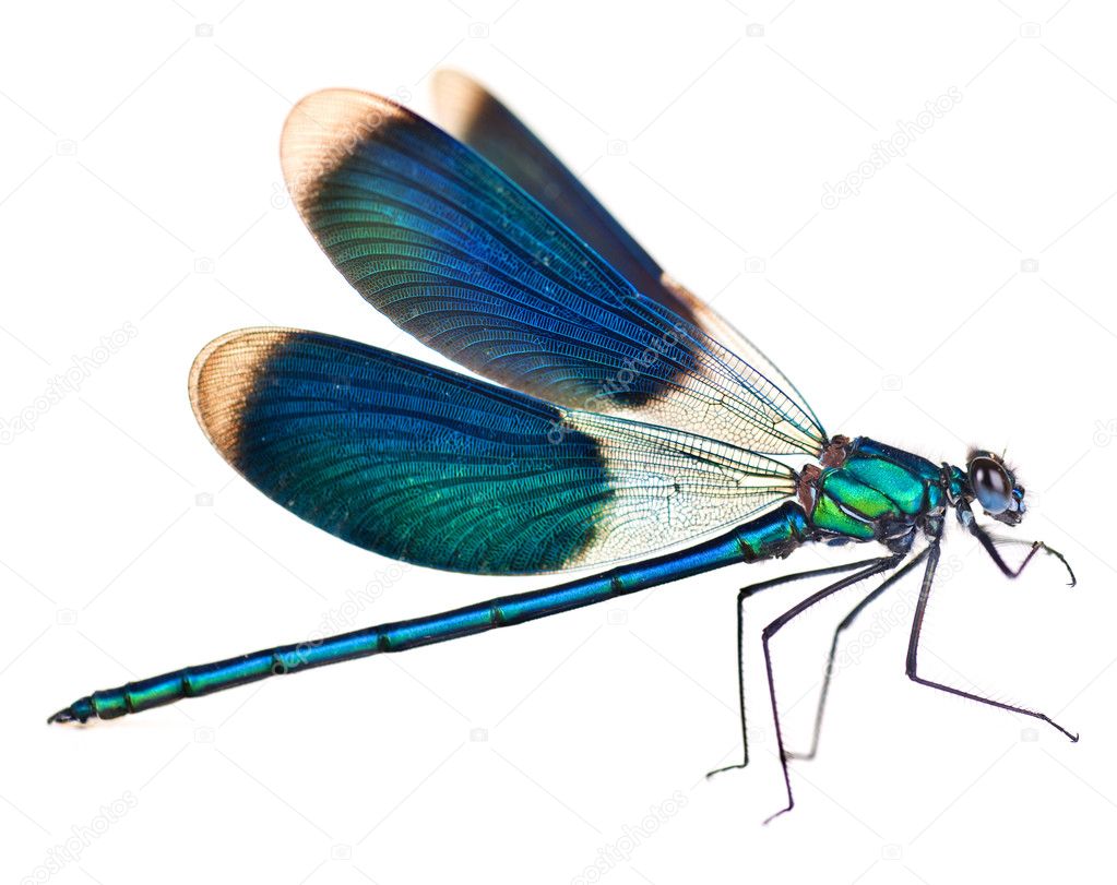 Dragonfly Isolated On White
