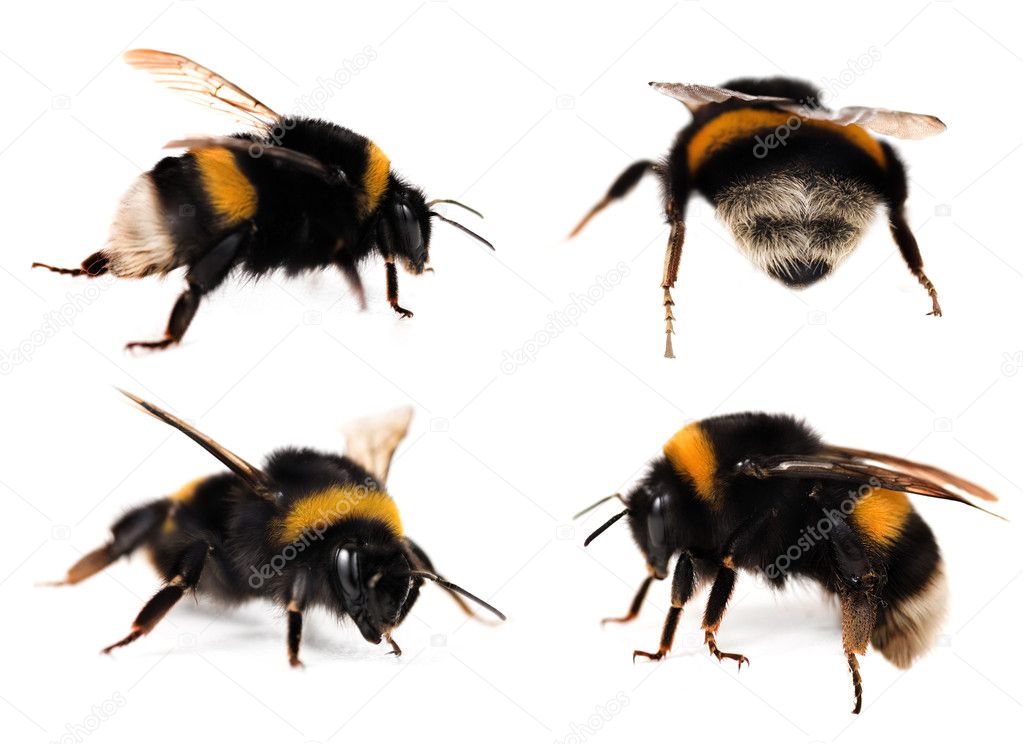 Bumblebees Collection