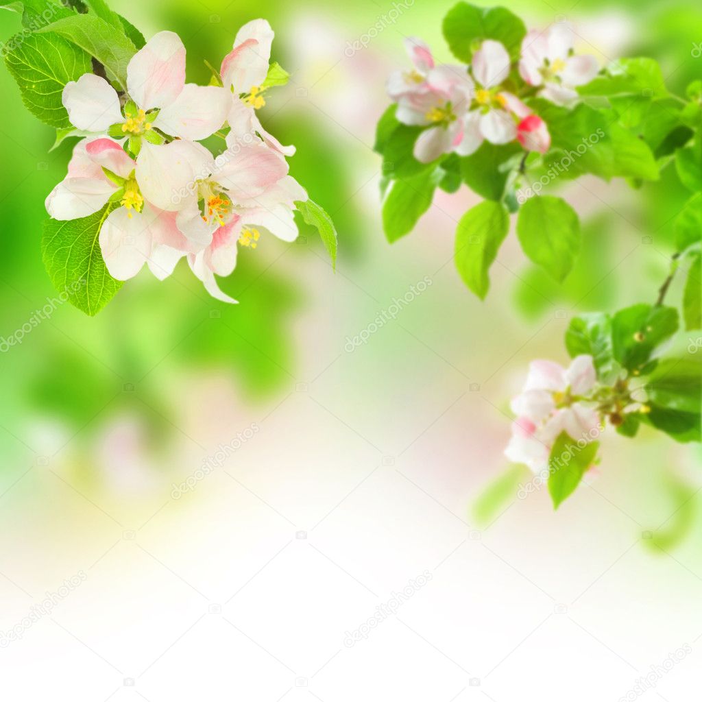 Apple Blossoms Stock Photo by ©Subbotina 10686378