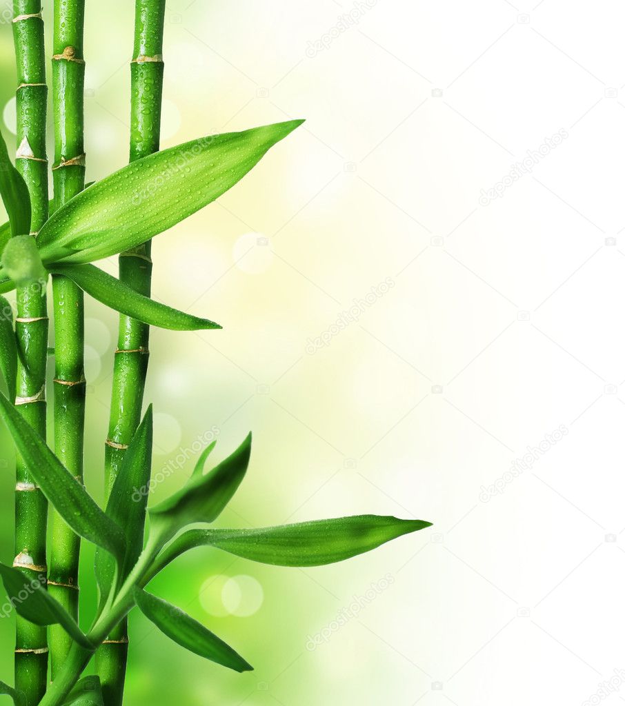 Bamboo — Stock Photo © Subbotina #10686490