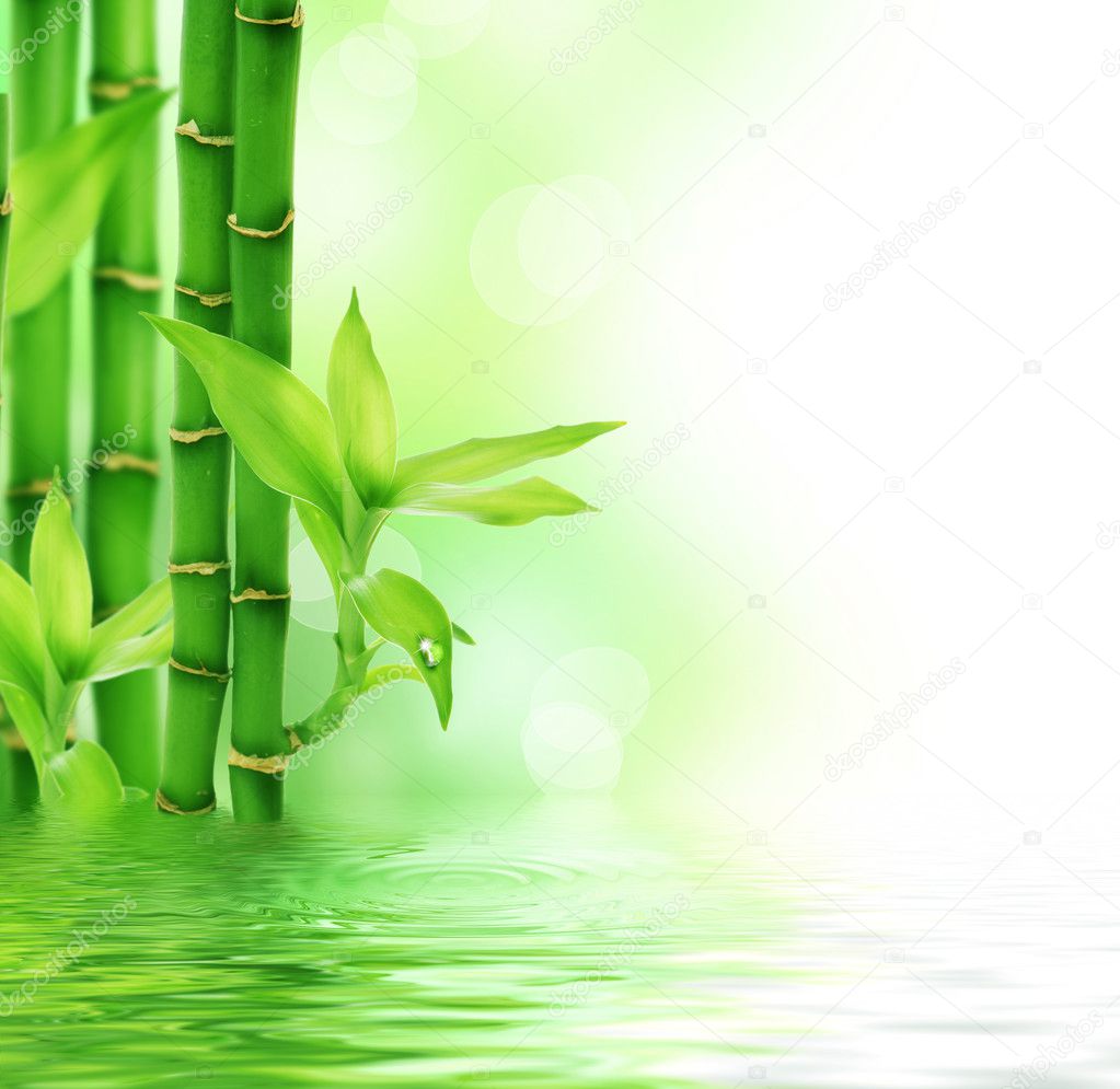 Beautiful Fresh Bamboo