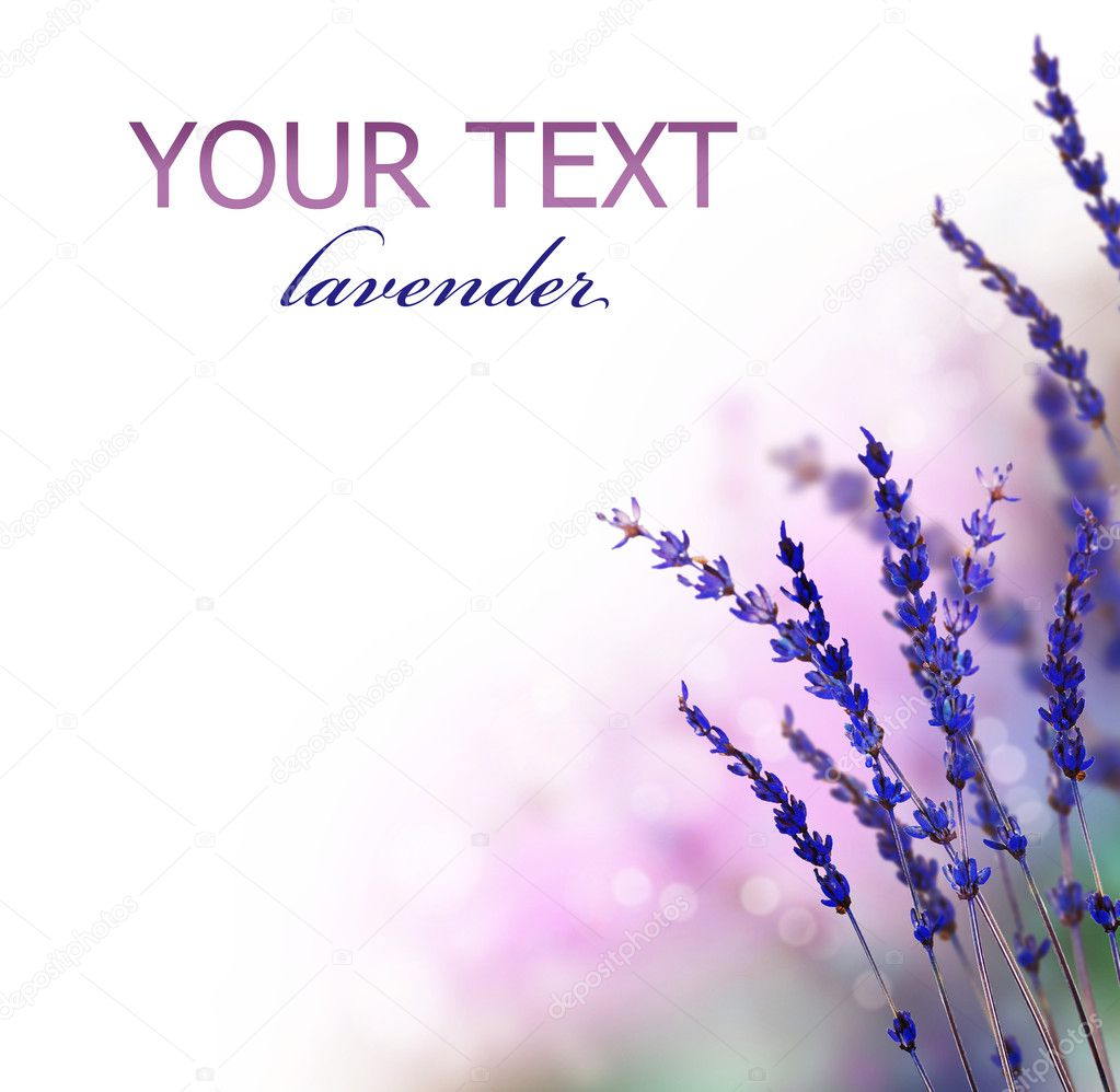Lavender flowers border