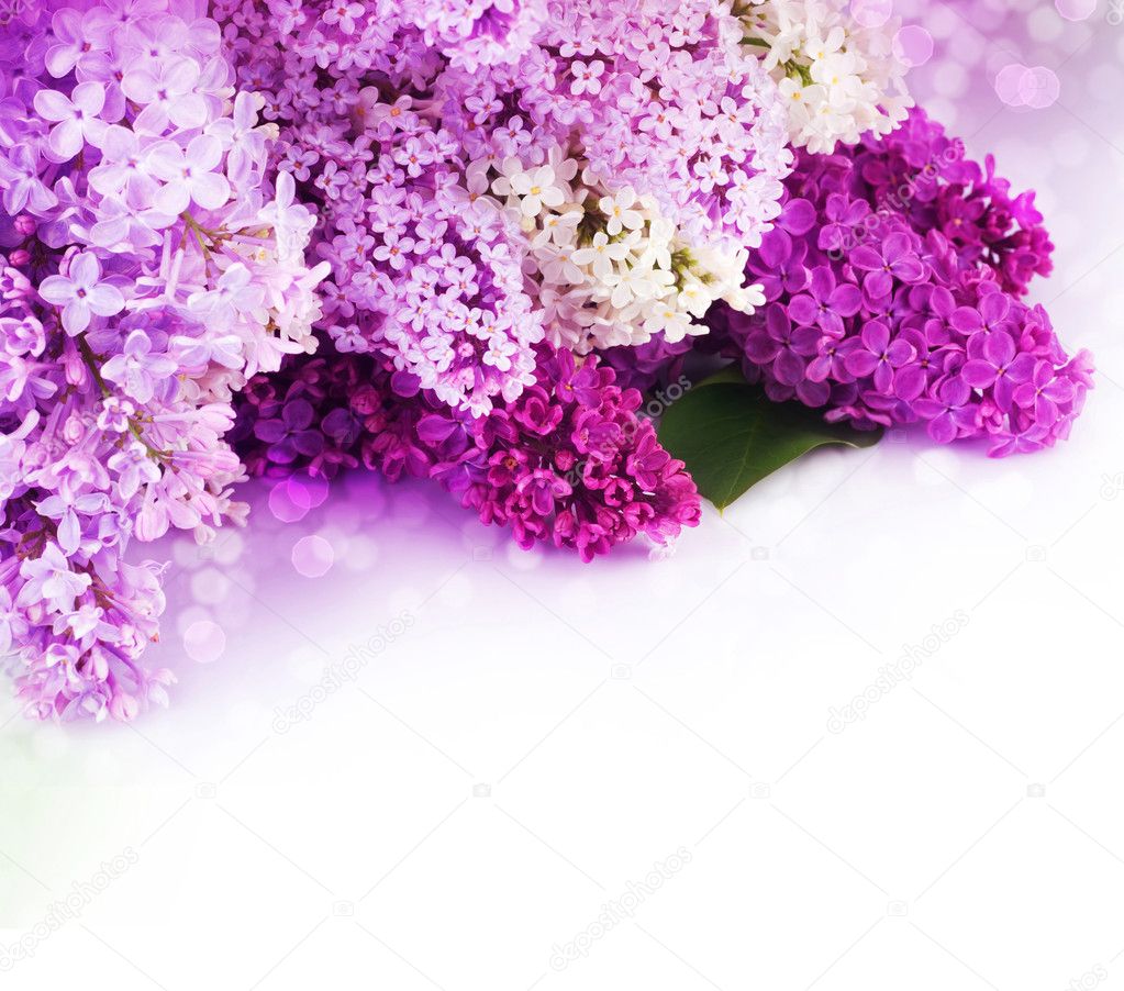 Spring Lilac Border. Isolated On White
