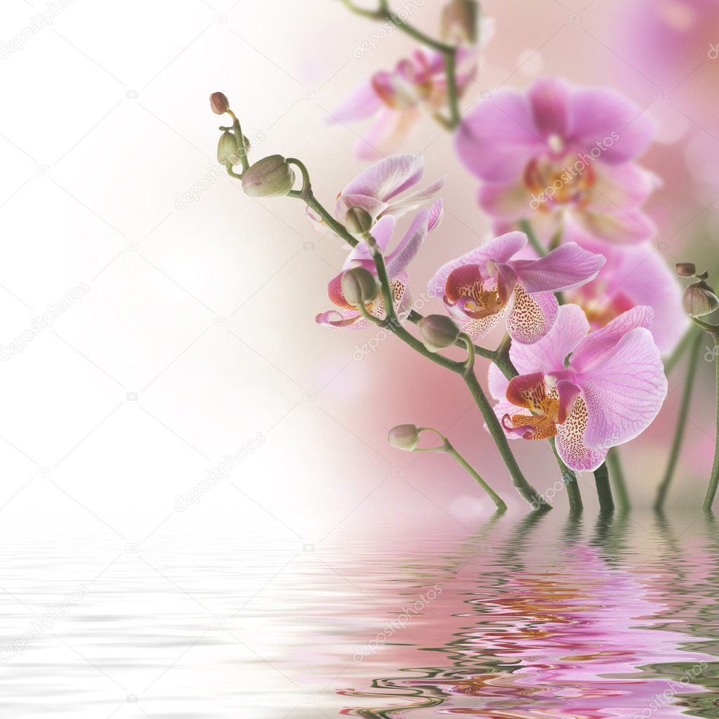 Beautiful Orchid With Reflection