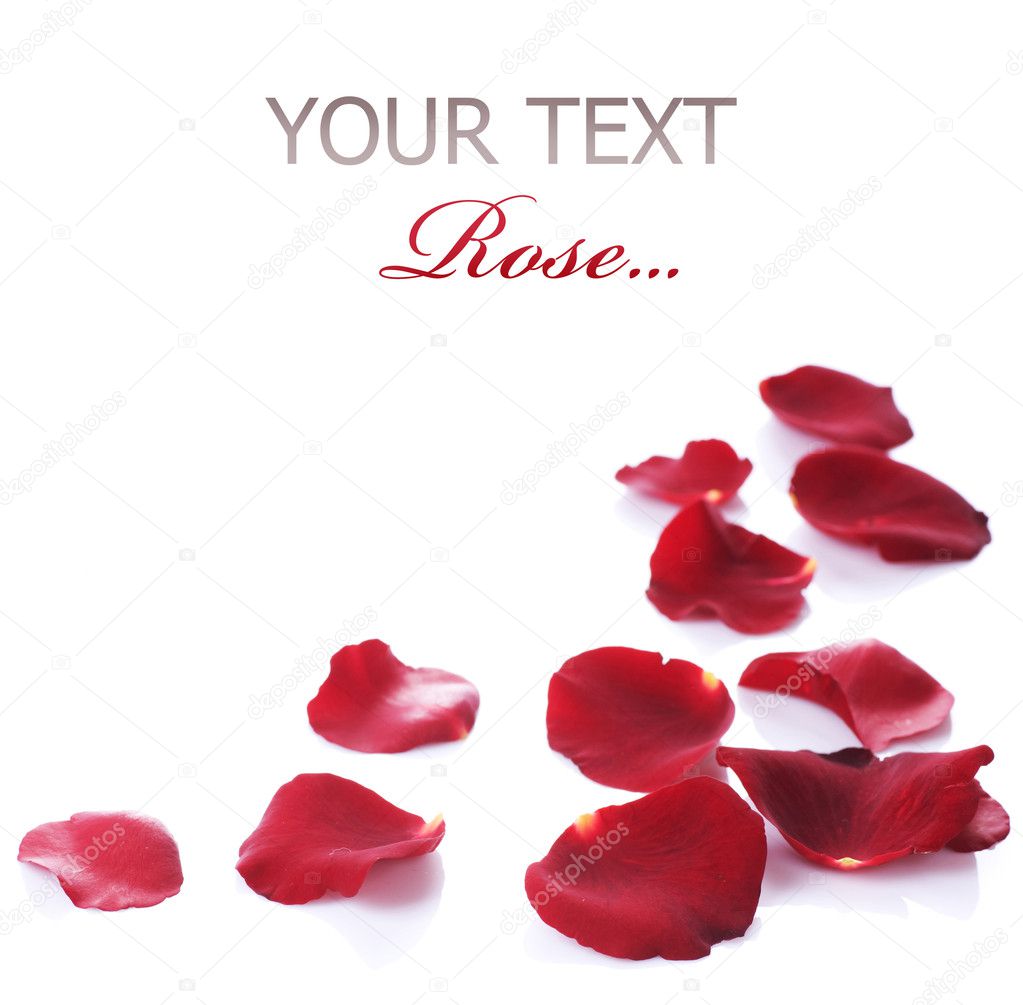Rose Petals Border. Isolated on white
