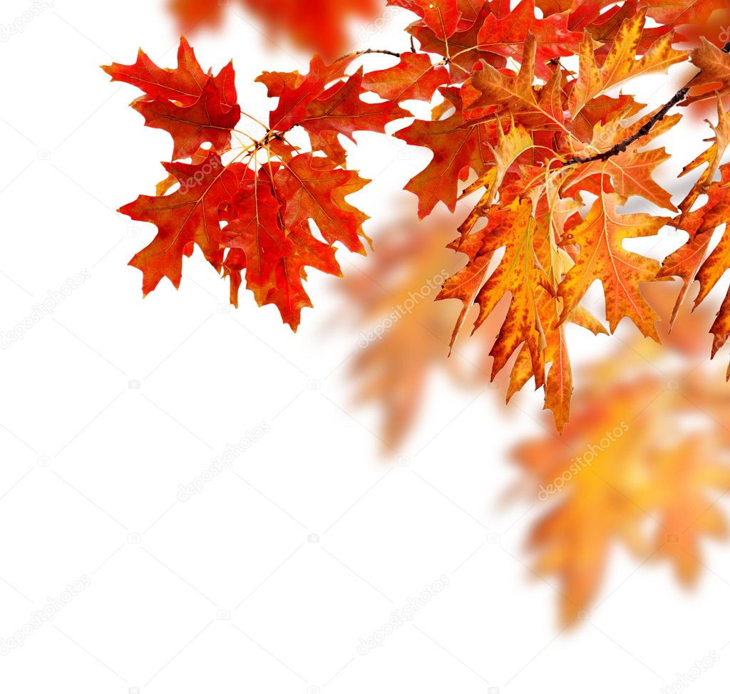 Autumn Leaves Border Design