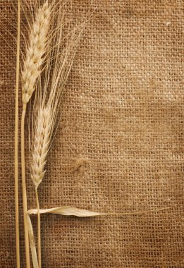 Wheat Ears over Burlap background clipart