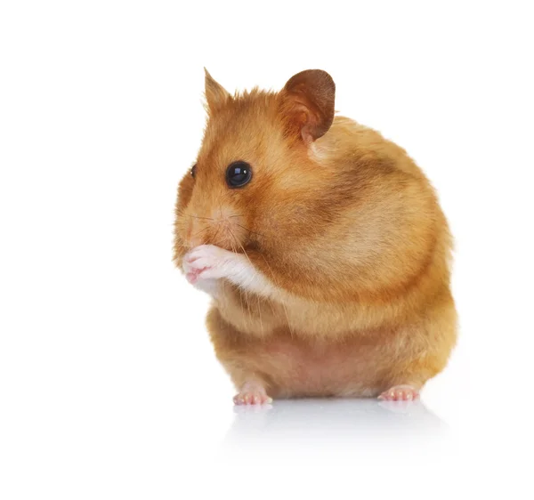 Roliga hamster över vita — Stockfoto