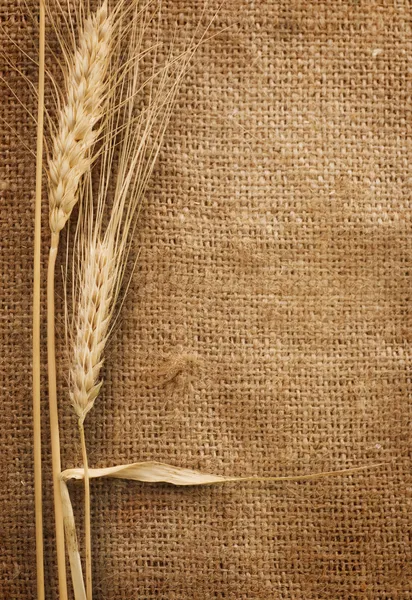 Orecchie di grano su sfondo iuta — Foto Stock