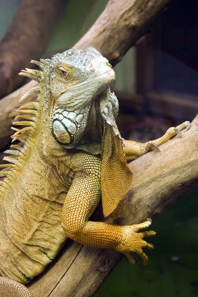 Retrato de uma iguana face a face — Fotografia de Stock