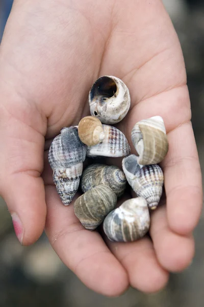 stock image Cockleshells in a children's hand