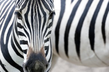 Portrait of a zebra clipart