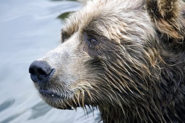 Portrait of a Brown bear clipart