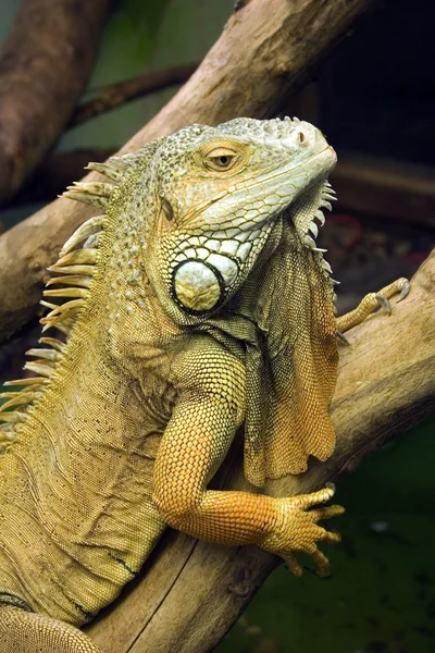 stock image Portrait of an iguana