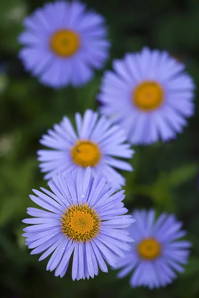 Niebieskie kwiaty na zielonym tle — Zdjęcie stockowe