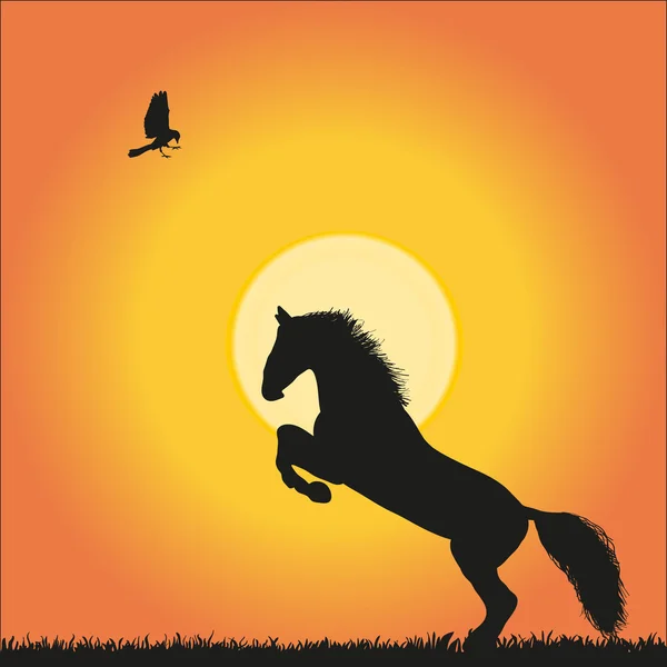 Horse silhouette on the sunrise background — Stock Vector