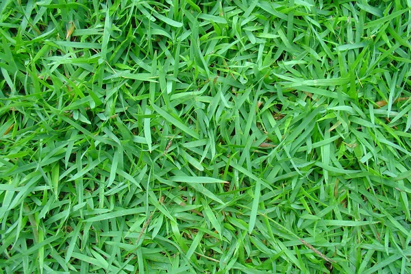 stock image Green grass