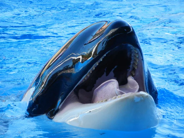 Orca wieloryb — Zdjęcie stockowe
