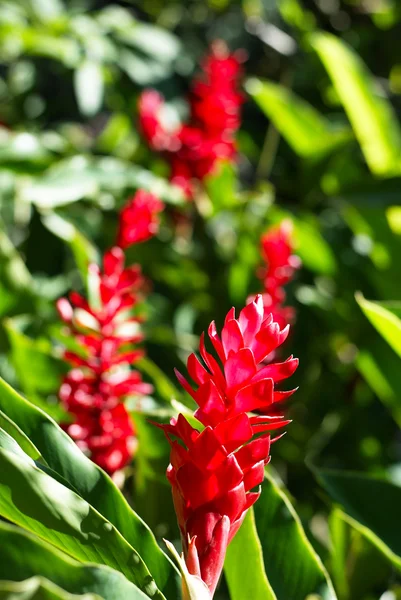 stock image Red flower