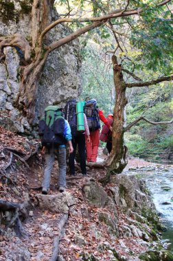 Group of trekkers hike through the beautiful autumn woods clipart