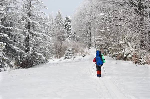 stock image Lonely hiker in winter Mountain